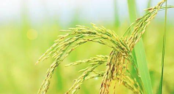 How ‘vaccinating’ plants could reduce pesticide use and secure global food supplies