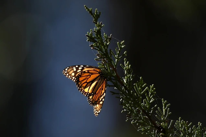Scientists create new overwintering sites for monarch butterflies on a warming planet