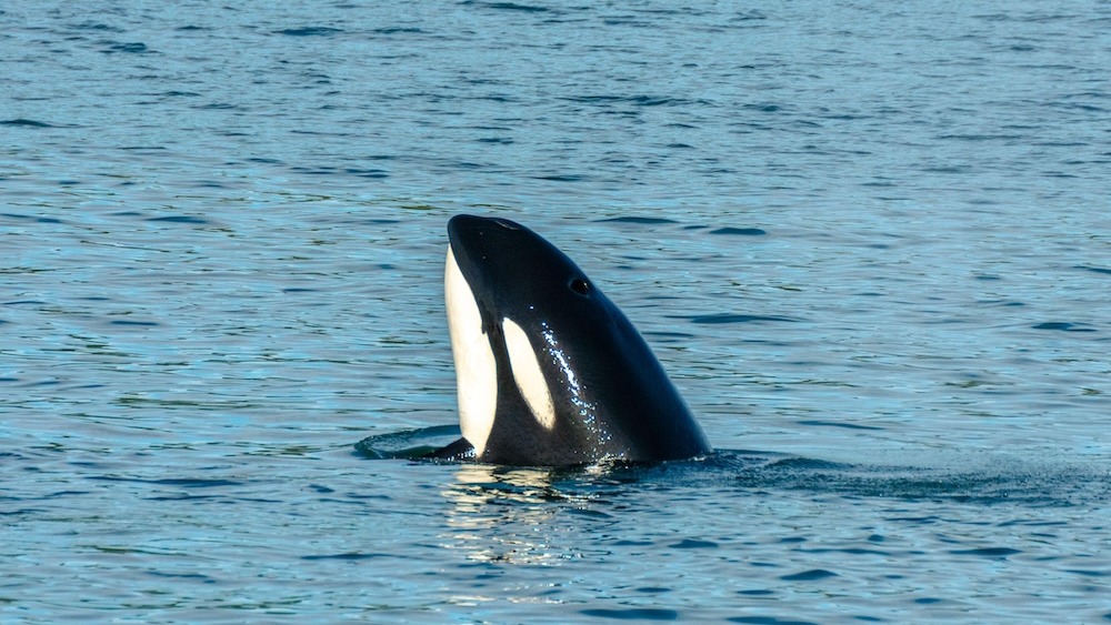 Mysterious orca group near Chile tracked down, revealing newly discovered hunting skills