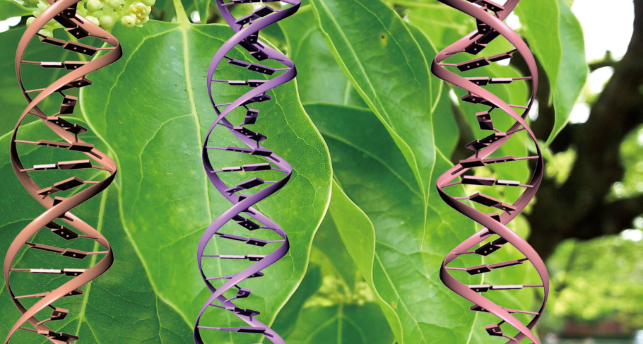 Gene editing and plant domestication essential to protect food supplies in a worsening climate, scientists say