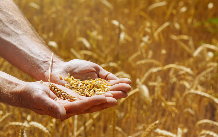 Realistic Dilemmas and Optimization Paths of Cultivated Land Protection in China under the Guidance of Food Security