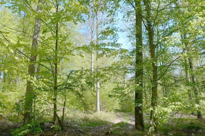 Forest Management Strategy Model Based on EPIC and Meta-analysis