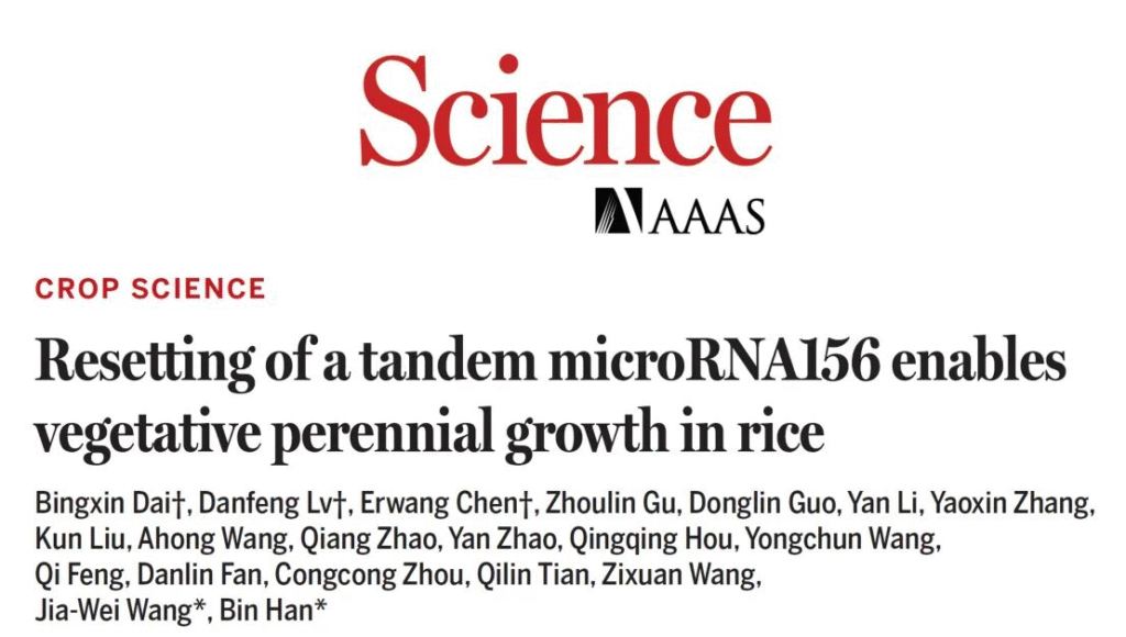 Future Rice Harvests Could Be Like Picking Fruit? Chinese Scientists Unlock Key to Perennial Rice