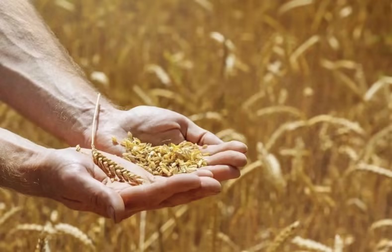 Research on the Optimization of Anti-food Waste Policy on the Electronic Platform of Surplus Meals from the Perspective of Policy Tools