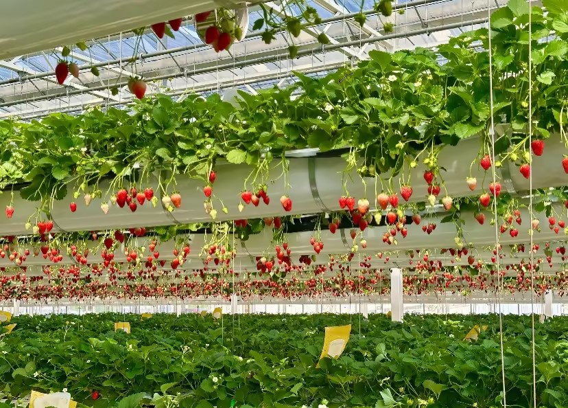 Breaking Seasonal Limits: Cyber Farms Grow Year-round Strawberries with AI