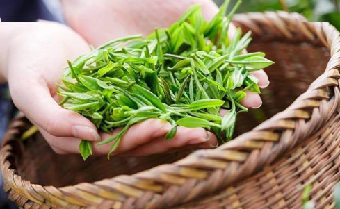 Brand Development Strategies for Small and Medium-sized Tea Enterprises in the Tea Industry: A Case Study of the Tea Industry in Fengshun County, Meizhou City, Guangdong Province