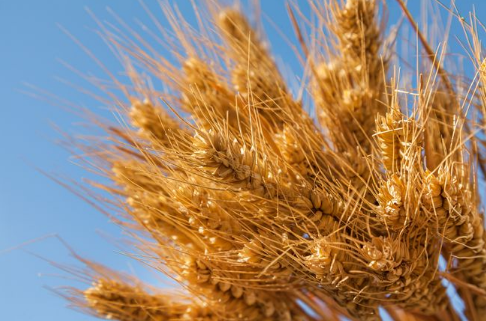 Modeling Wheat Rust Spread Using Physics-informed Neural Networks for Improved Agricultural Management