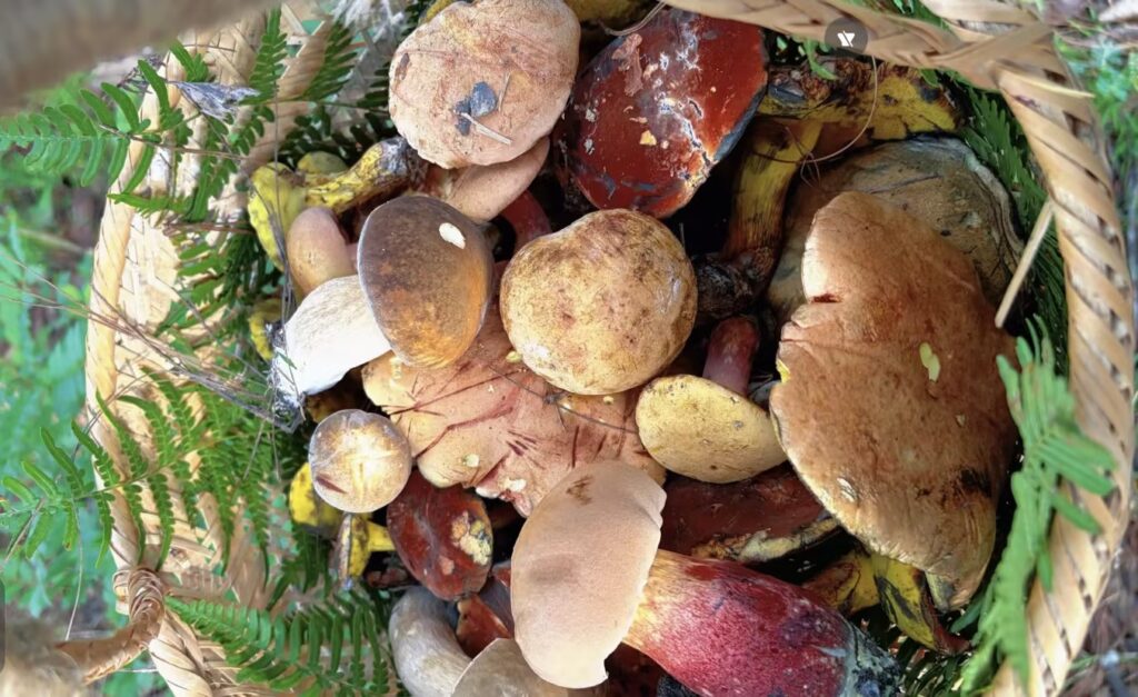 Can’t Tell Poisonous Mushrooms Apart? A Digital Encyclopedia of Wild Fungi is Here